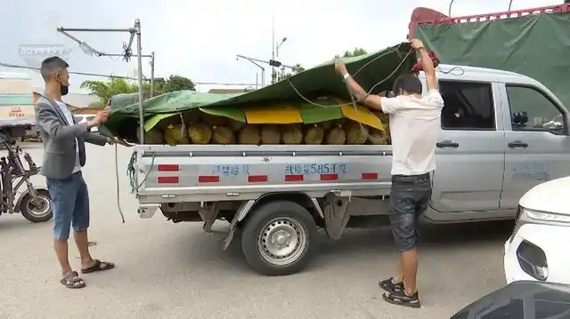 花20万买的榴莲啊|水果|小货车_网易订阅