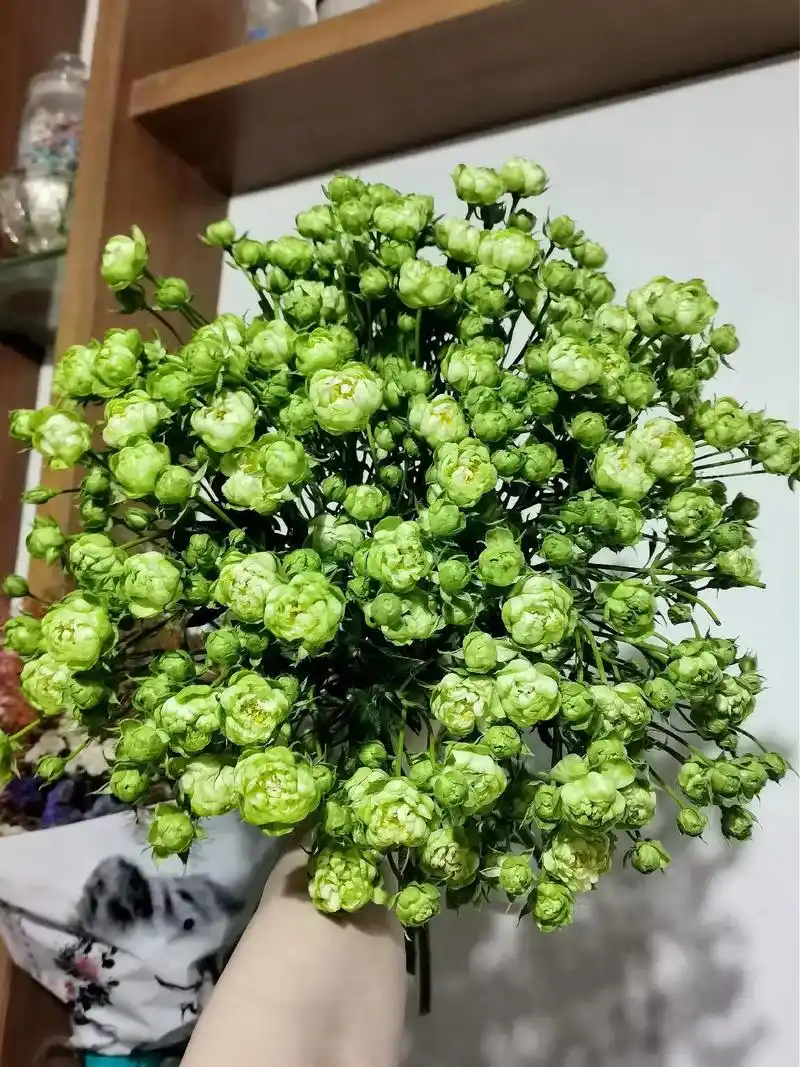 强烈推荐,泡芙玫瑰绿闪电73,花开如是绿央央的美,草绿色的小花 - 抖