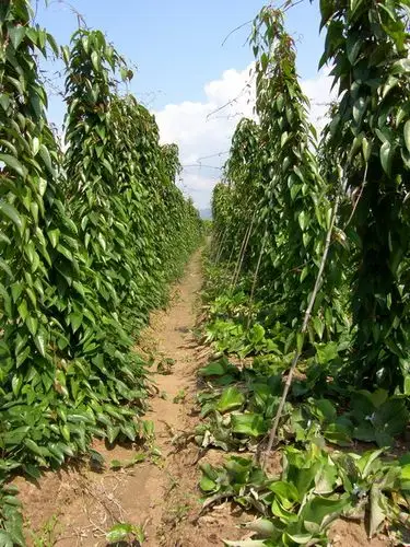 中国工业刀具产业网 刀具供应 淮山药 订货量 价格