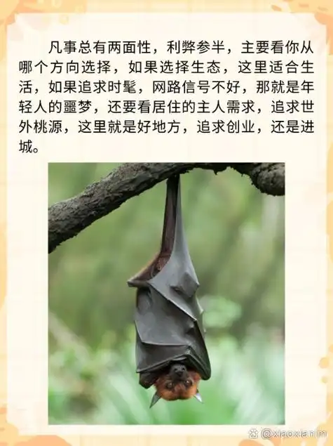 家里为什么会有蝙蝠?