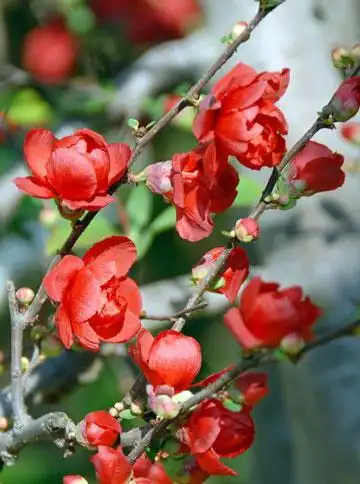 海棠的品种介绍与花卉图片大全