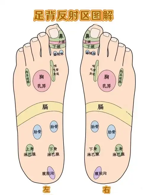 4张图认识脚的穴位