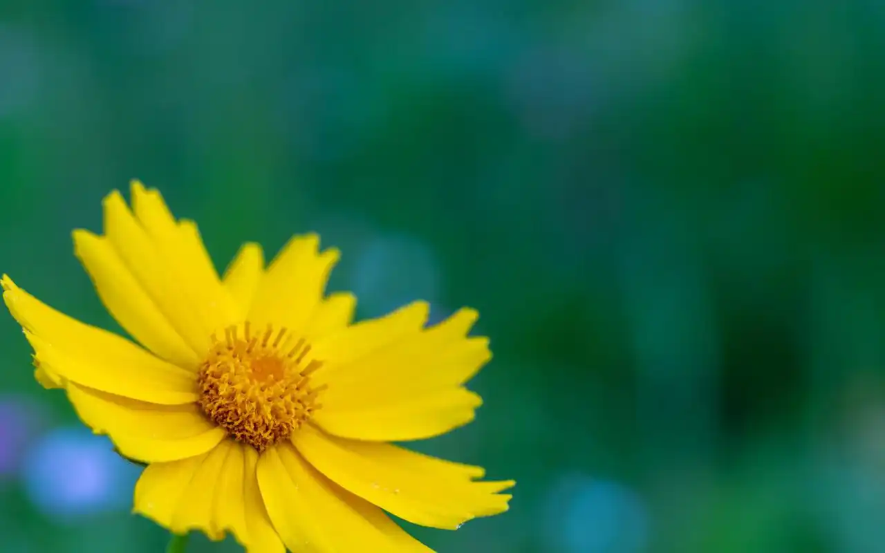 精选唯美植物花卉微距摄影图片壁纸