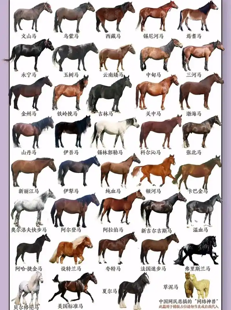 60个骏马的种类,看完想不成为伯乐都难 - 抖音