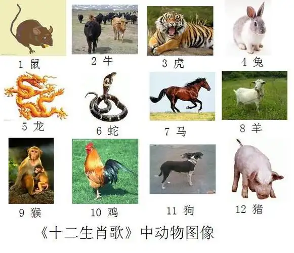 十二生肖真动物版图片12张