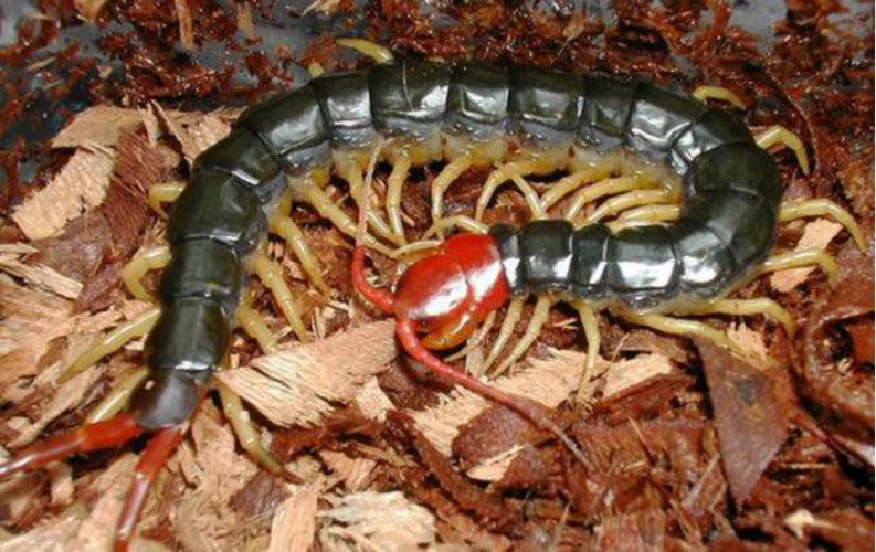 世界上最大的巨型蜈蚣