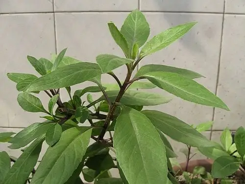 盆栽降压明月金鸡毛草健康富贵菜盆种苗阳台绿植