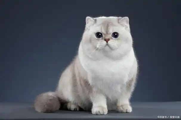 猫猫百科|迷人又可爱——英国短毛猫