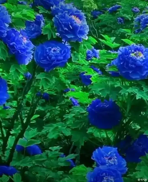 洛阳蓝牡丹… 查看本楼