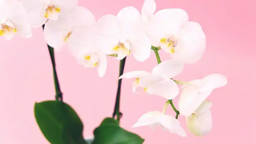 少女心壁纸【19】少女心壁纸图片_桌面壁纸图片_壁纸下载-元气壁纸