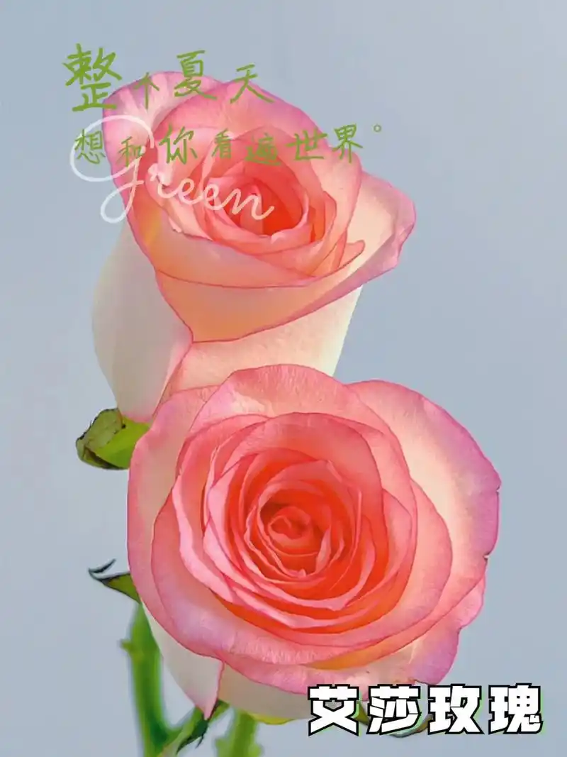 每天带你认识1种鲜花day46艾莎玫瑰.花语:我的心中只有你 - 抖音