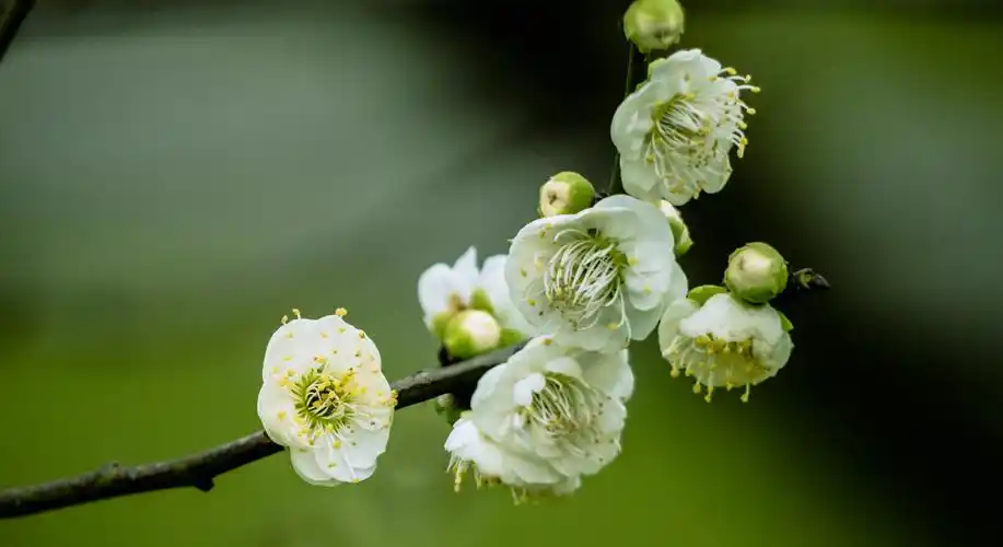 秀丽东方的梅花