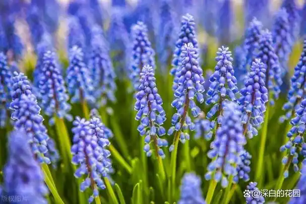 蓝色系花卉大全(第二季),喜欢蓝色花的看过来