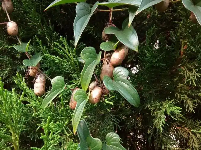 野山药是一种什么样的植物?