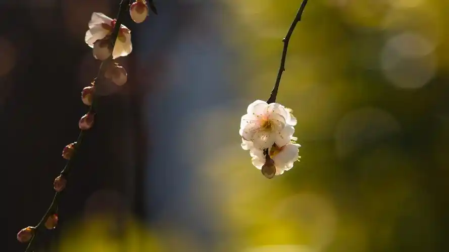小清新养眼花卉图片桌面壁纸