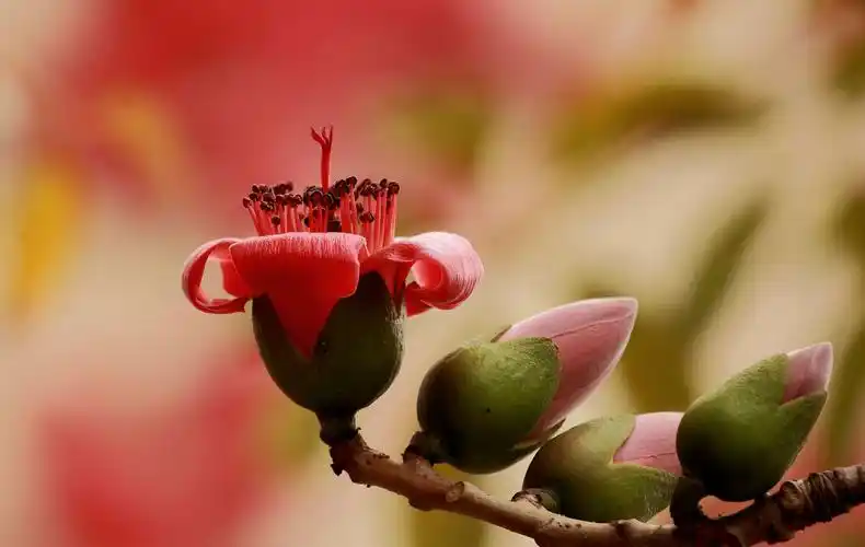 临江仙·木棉花