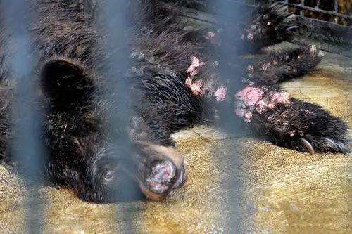 叫做泗水动物园,然而这个动物园却被很多人称为世界上最"残忍"的死亡