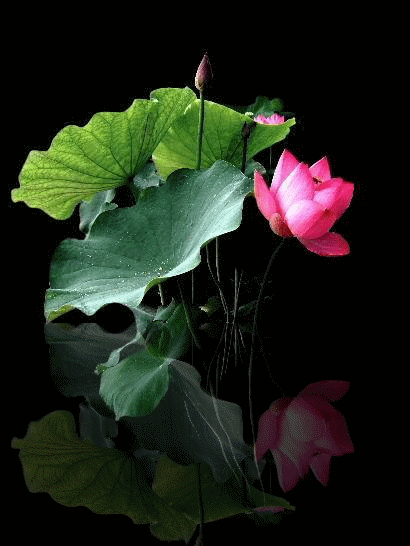 410_546竖版 竖屏gif 动态图 动图