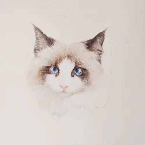 手绘猫 布偶猫元宝|插画|创作习作|我是一只斑点_原创作品-站酷(zcool