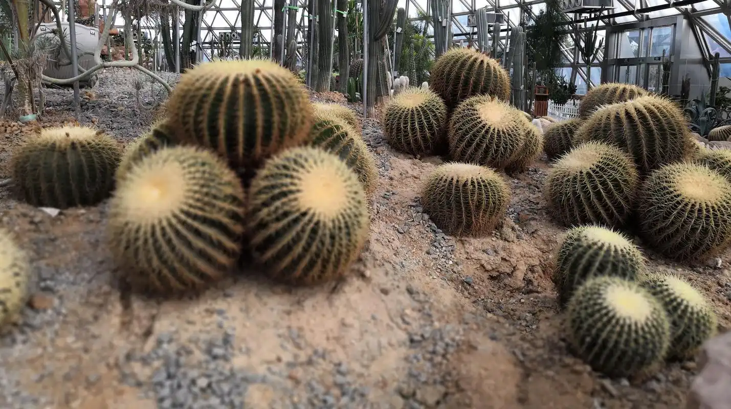 难得一见的巨型多肉植物,你认识几种