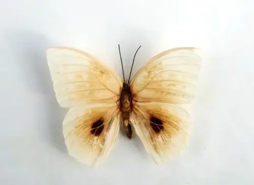 惊恐方环蝶图片 惊恐方环蝶高清蝴蝶图片