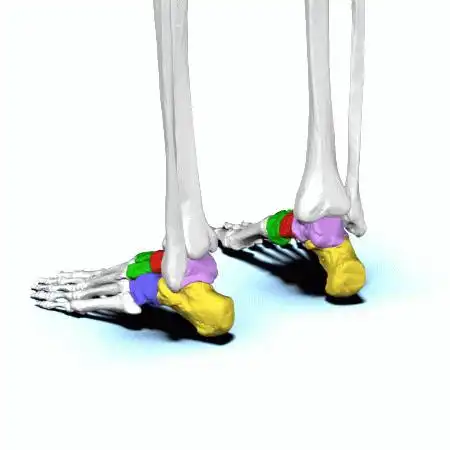 跗骨(tarsus)是四足类动物足部七块骨骼组成:中足(骰骨,三块楔骨,足