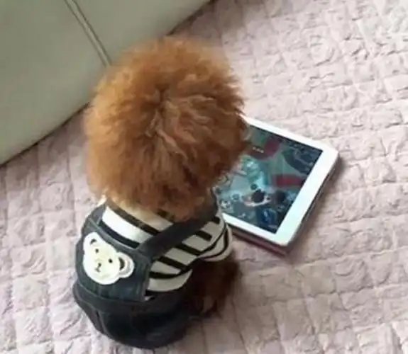 等下输了别人说我是坑的,于是狗狗便开始专注的玩起了游戏,结果是输