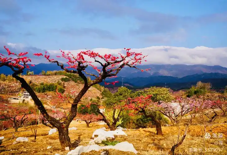 灼灼芳华十里桃花——连平桃花节