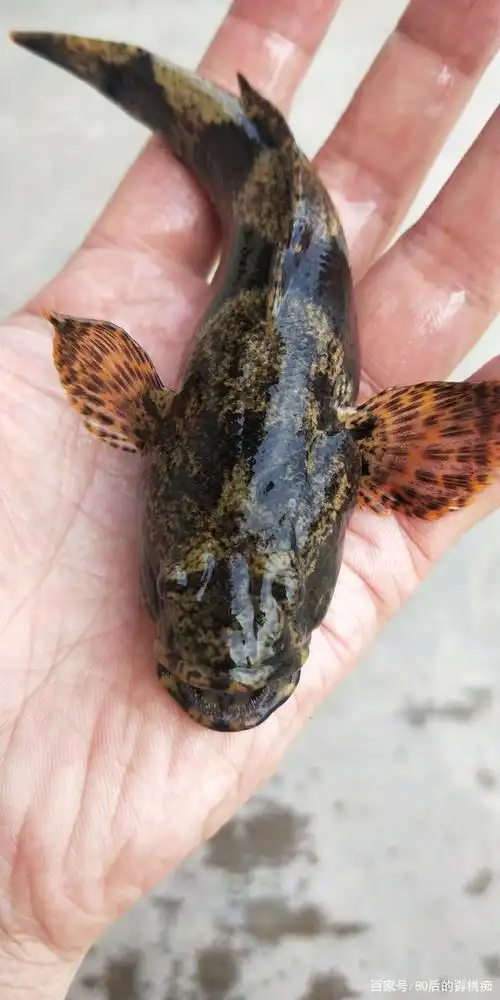 坐标马鞍山和县 在网上查了一下,有些地方叫呆子鱼,笋壳鱼 ,虎头鱼.