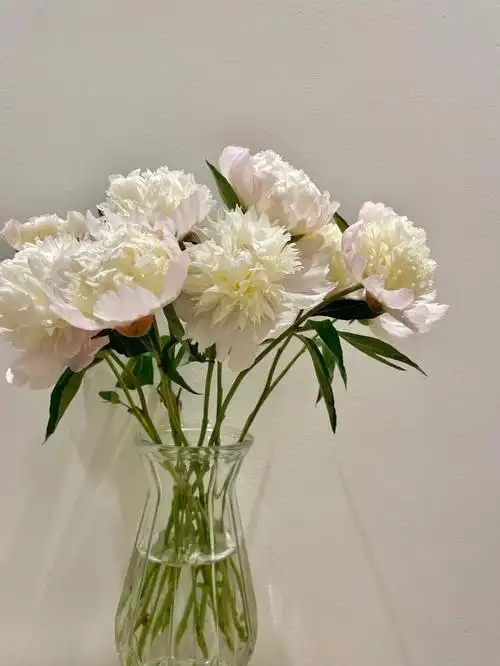 芍药花语情有独钟