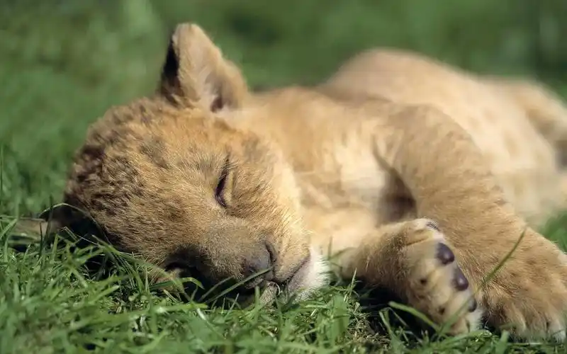 懵懂小狮子图片_惹人怜爱的小狮子