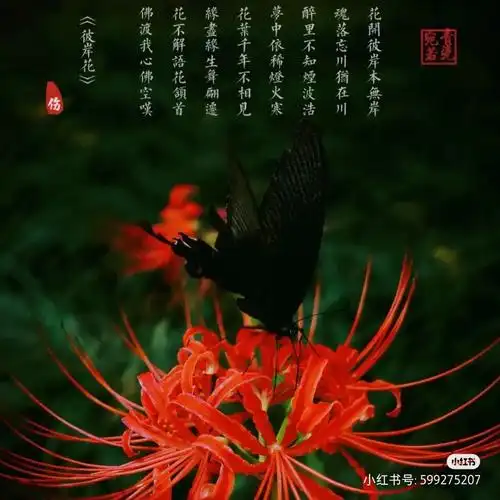 绝美彼岸花头像