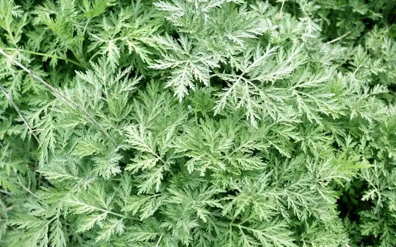 多年生草植物艾蒿