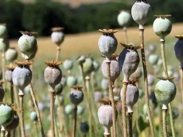 罂粟花的罪恶之路|毒品|走私_网易订阅