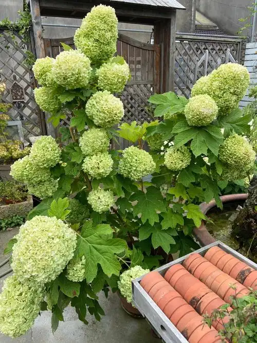 栎叶绣球和声今日图