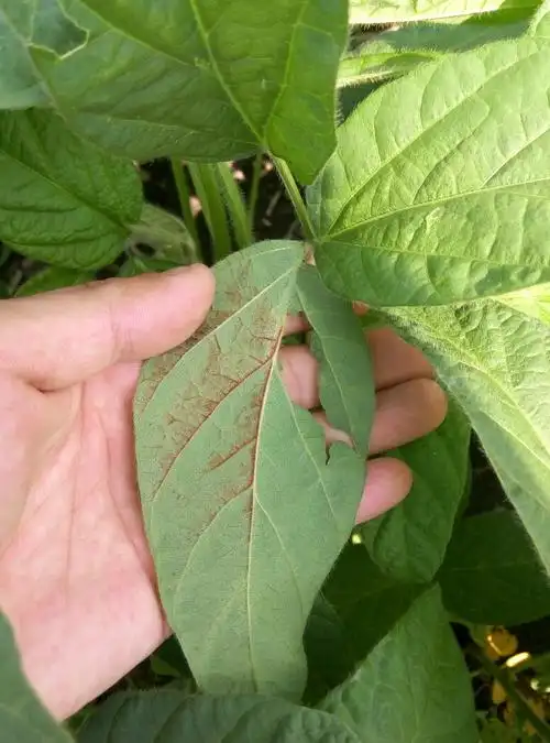 大豆叶片背面朝上,背面叶脉成红褐色,背面叶灰白或者浅褐色至深褐色