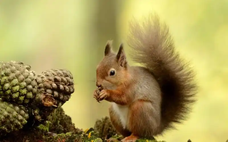 大自然中的可爱小松鼠特写桌面壁纸第三辑-动物壁纸-手机壁纸下载-美