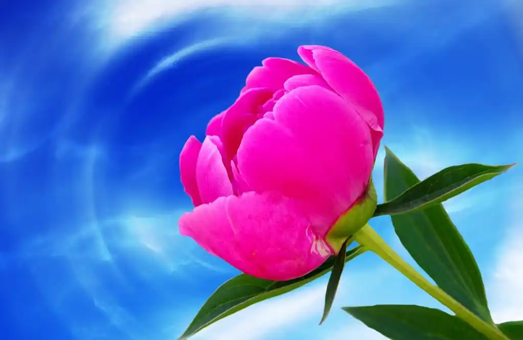 牡丹花,牡丹花卉和蓝天