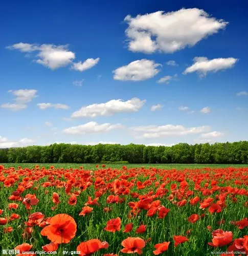 蓝天白云绿野红花树林图片