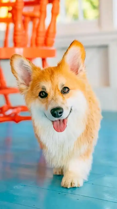 可爱呆萌短腿柯基