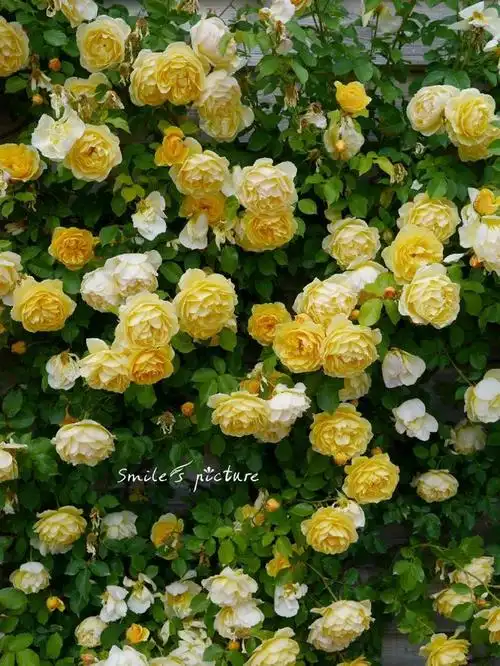 现场看去很强健玫瑰园奥斯汀玫瑰花园英国奥斯汀玫瑰园玫瑰花园图片