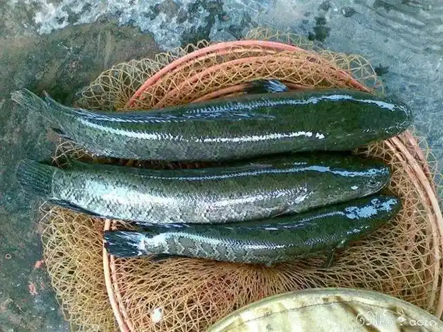 专养秋鱼年年赚钱!他的投料手法和养殖管理,值得一学