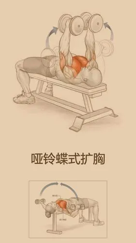 1靠背倾斜角度在30度至45度时,对上胸大肌的针对性锻炼达到最佳效果