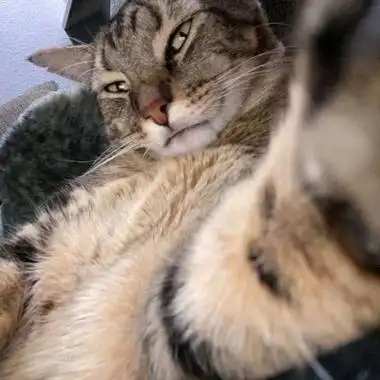 猫咪自拍头像搞笑逗比