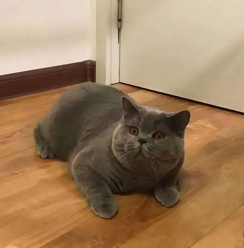 蓝猫图片(英短蓝猫有这7个) - 赤虎壹号