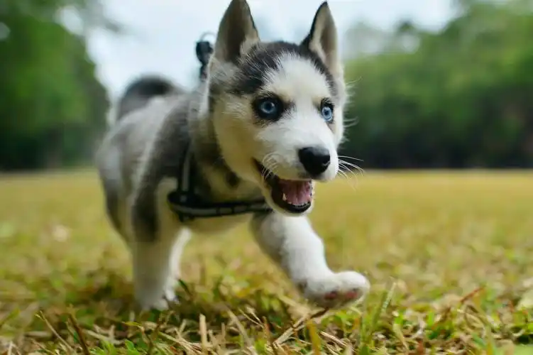 哈士奇宝宝～ - 堆糖,美图壁纸兴趣社区