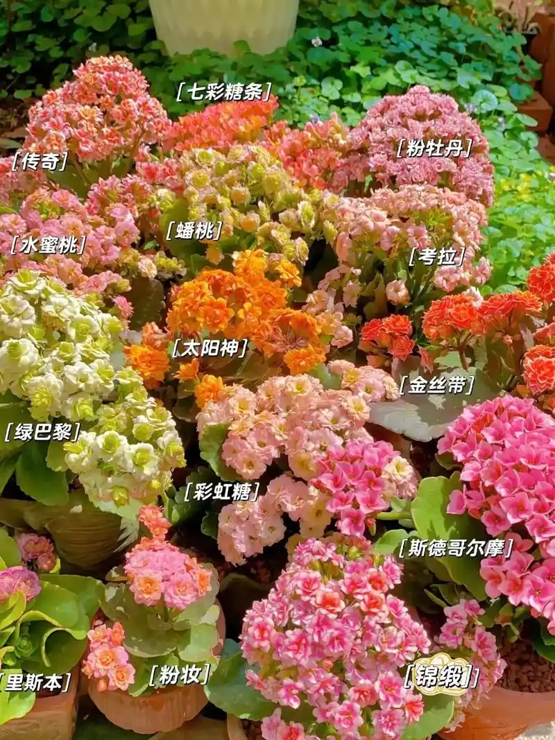 长寿花品种大全.#长寿花 多品种欣赏#爱生活爱养花 #花卉绿 - 抖音