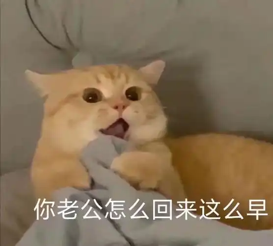 你老公怎么回来这么早猫咪表情包老公猫咪表情