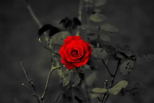 自然植物玫瑰花卉roseflowersplants壁纸图片