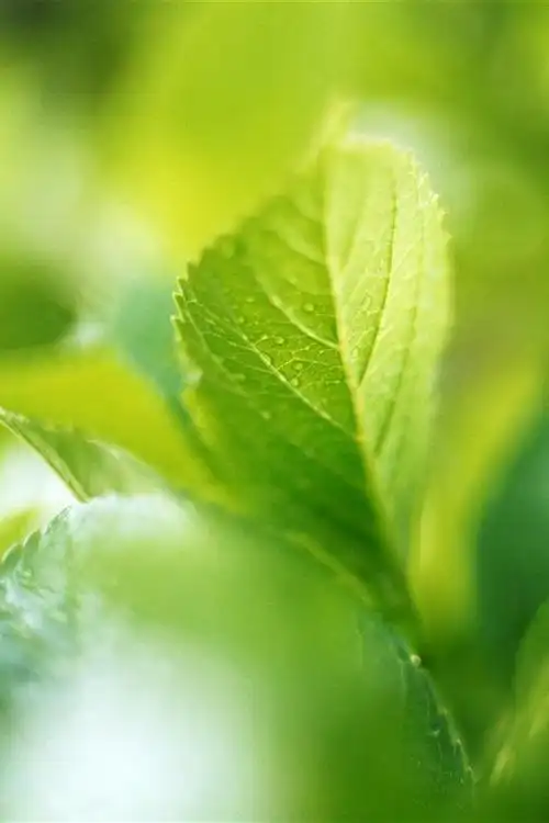 小清新护眼绿叶